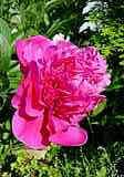 Paeonia lactiflora