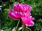 Paeonia lactiflora