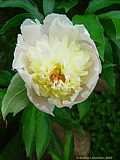 Paeonia lactiflora