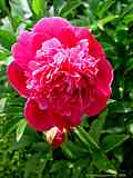 Paeonia lactiflora