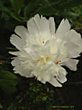 Paeonia lactiflora