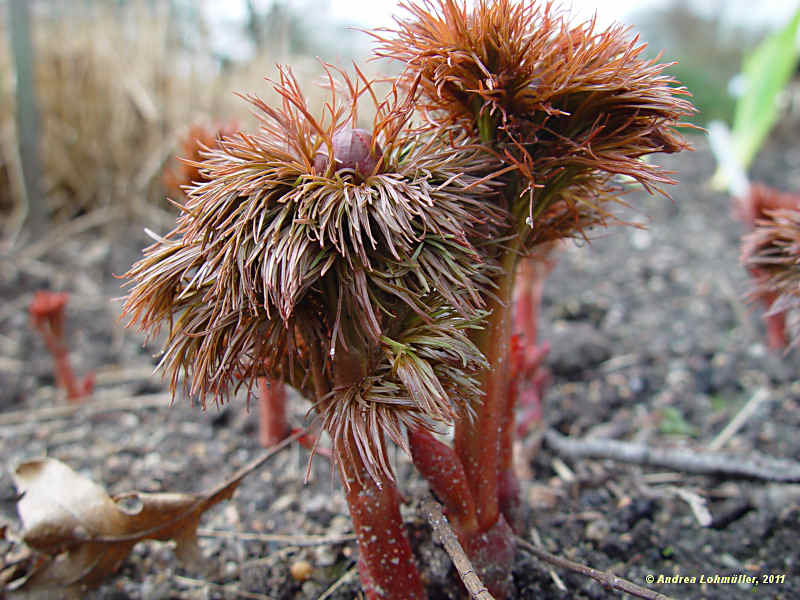 Paeonia tenuifolia