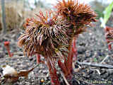 Paeonia tenuifolia