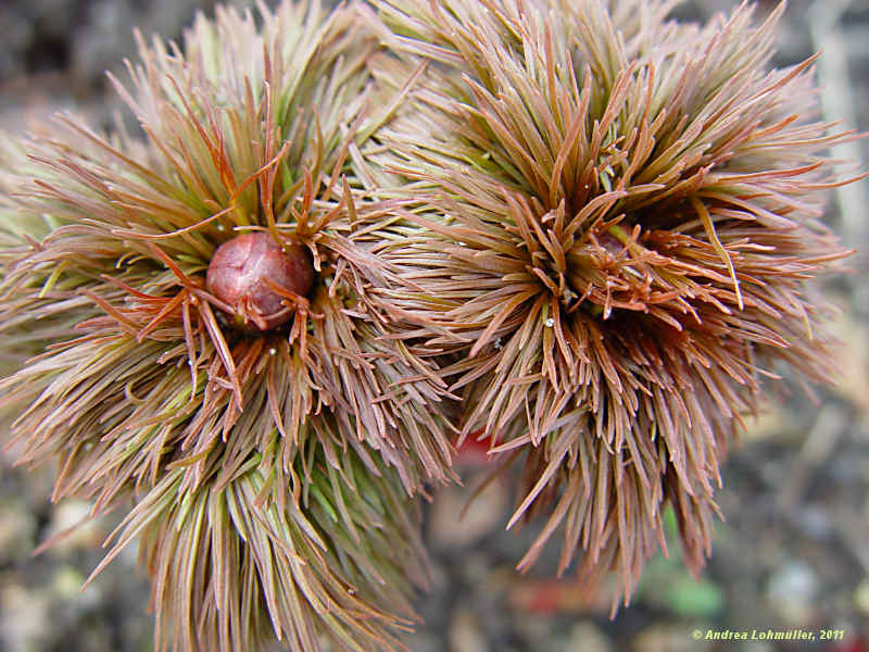 Paeonia tenuifolia