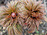 Paeonia tenuifolia