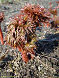 Paeonia tenuifolia