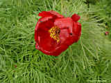 Paeonia tenuifolia