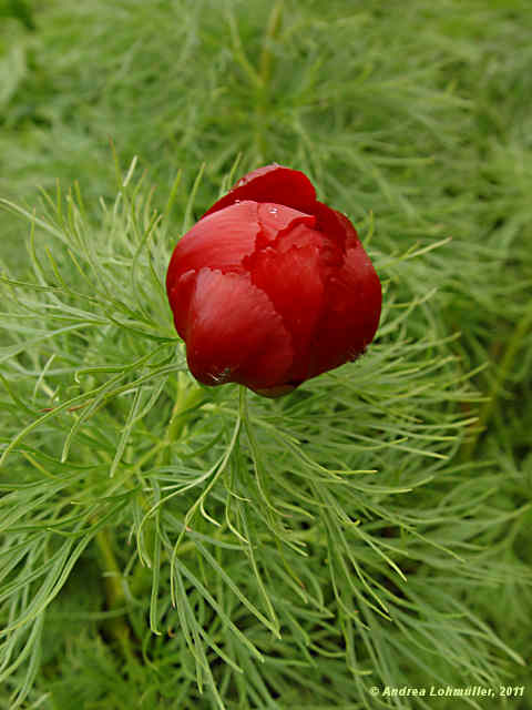 Paeonia tenuifolia