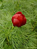 Paeonia tenuifolia