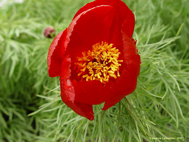 Paeonia tenuifolia