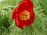 Paeonia tenuifolia