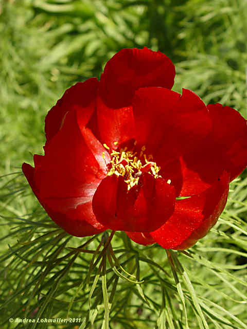 Paeonia tenuifolia