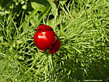 Paeonia tenuifolia