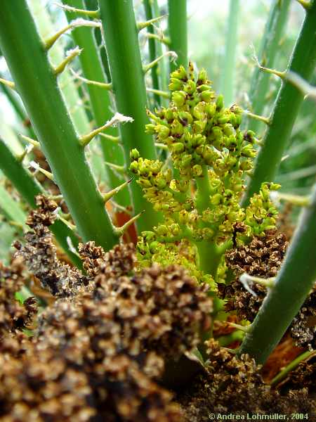 Chamaerops humilis