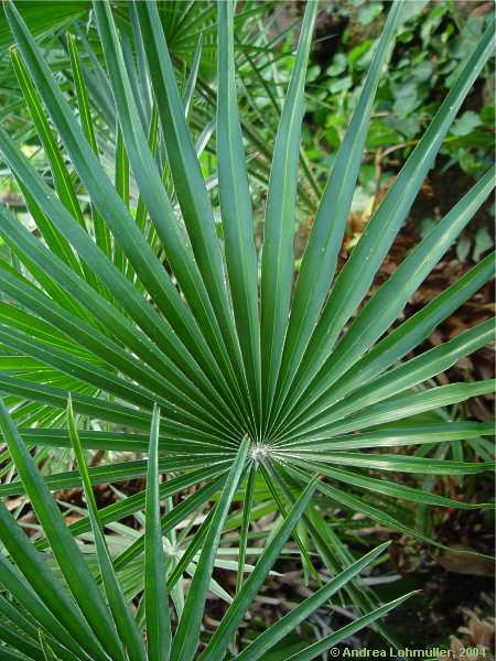 Chamaerops humilis