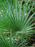 Chamaerops humilis