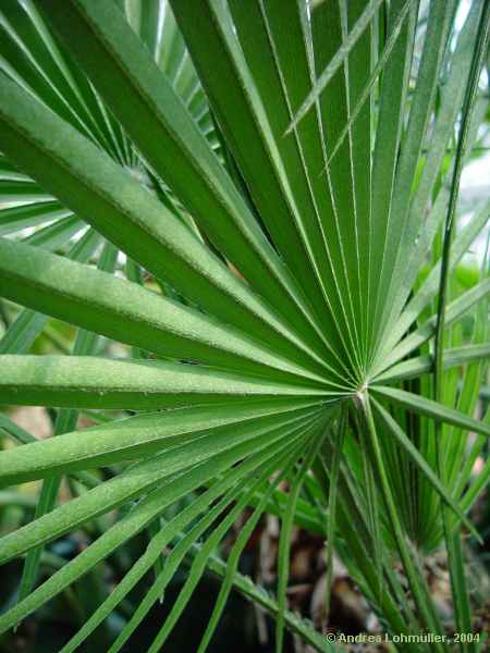 Chamaerops humilis