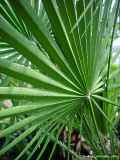 Chamaerops humilis