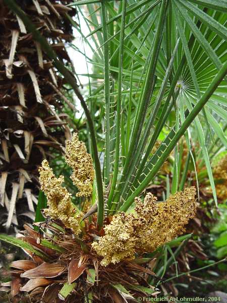 Chamaerops humilis