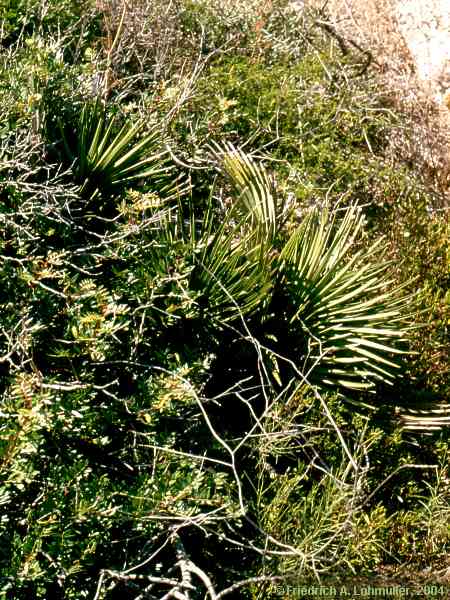 Chamaerops humilis