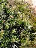 Chamaerops humilis