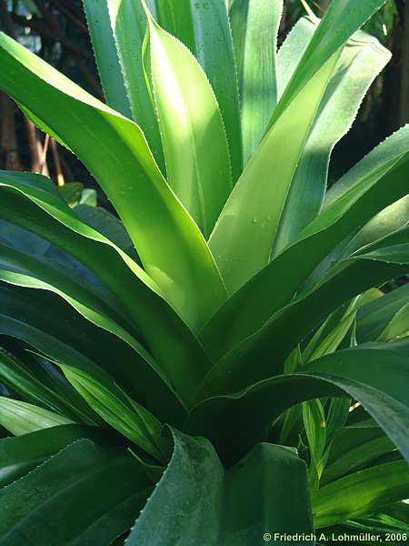 Pandanus candelabrum