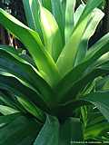 Pandanus candelabrum