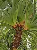 Pandanus utilis