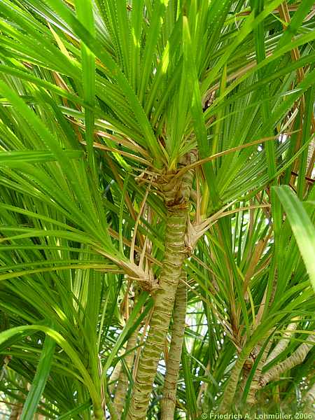 Pandanus pygmaeus