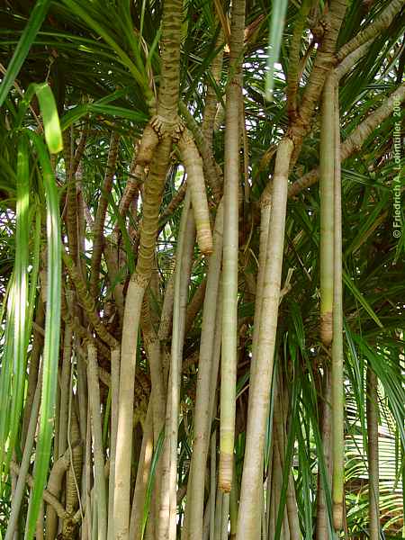 Pandanus pygmaeus