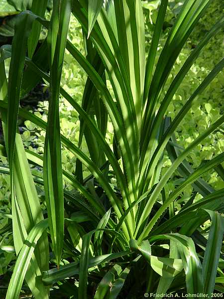 Pandanus tectorius