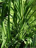 Pandanus tectorius