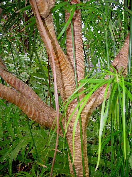 Pandanus montanus