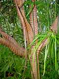 Pandanus montanus