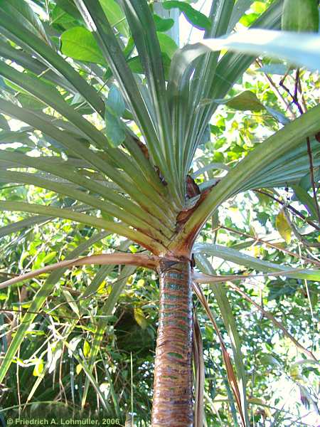 Pandanus montanus