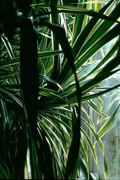 Pandanus tectorius