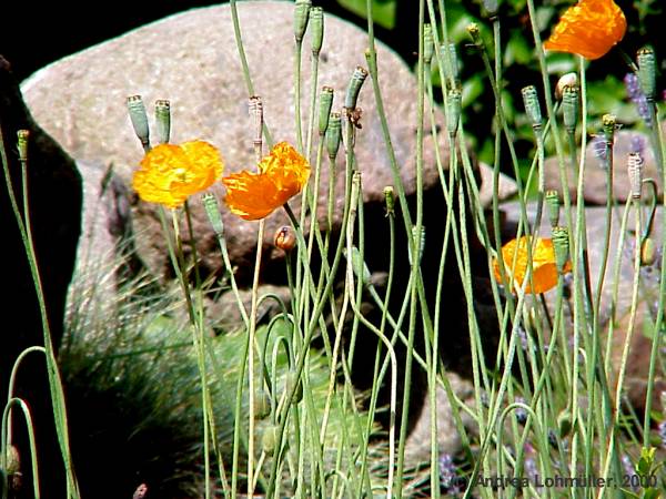 Papaver species