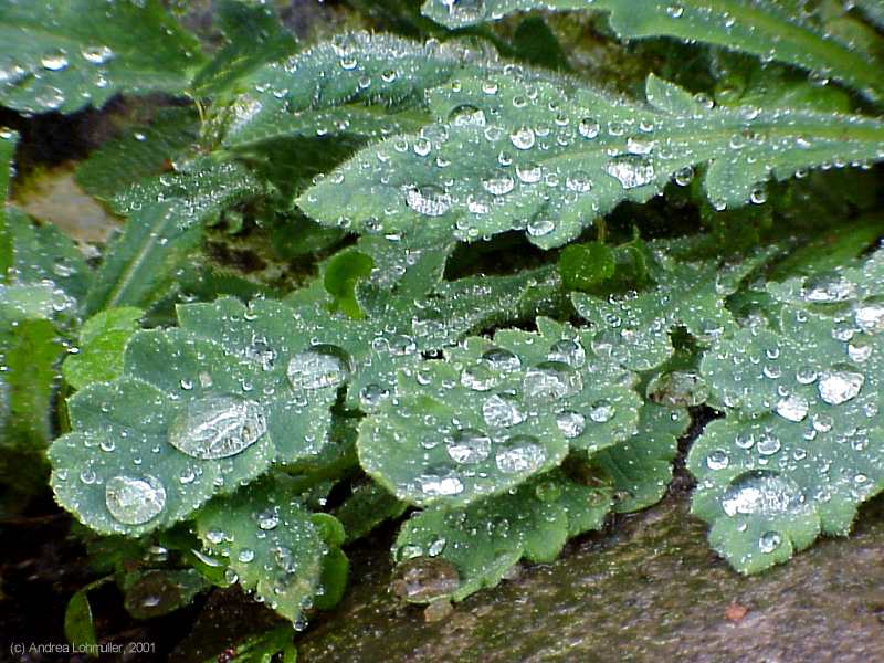 Papaver rhoeas