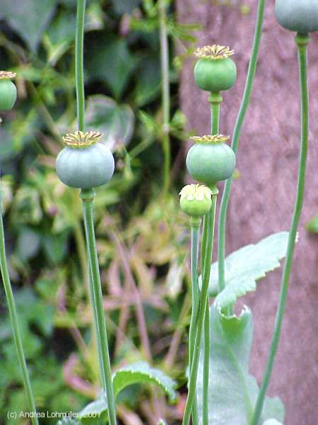 Papaver somniferum