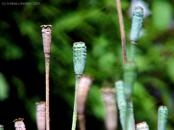 Papaver species