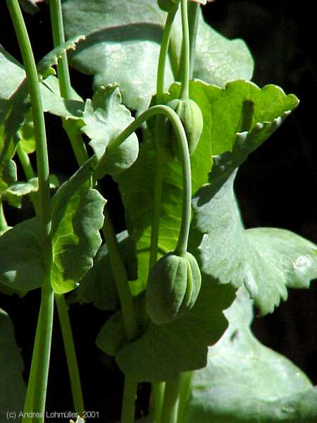 Papaver somniferum