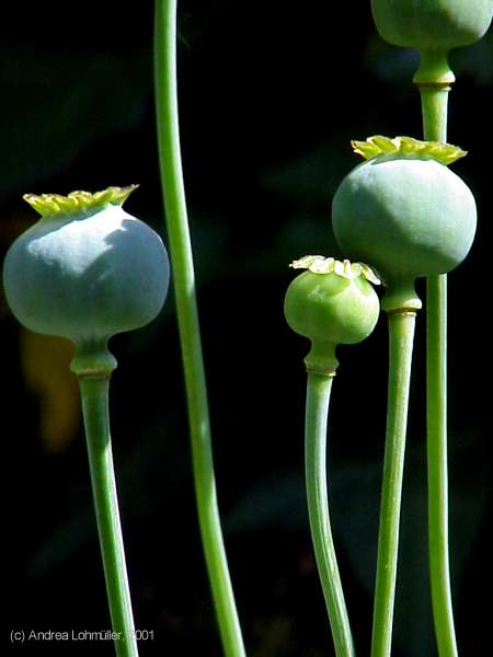 Papaver somniferum