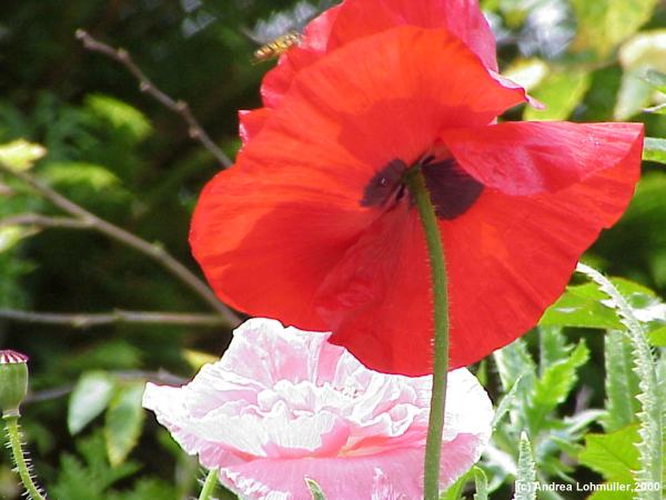 Papaver rhoeas