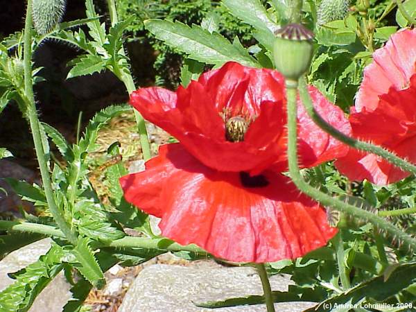 Papaver rhoeas