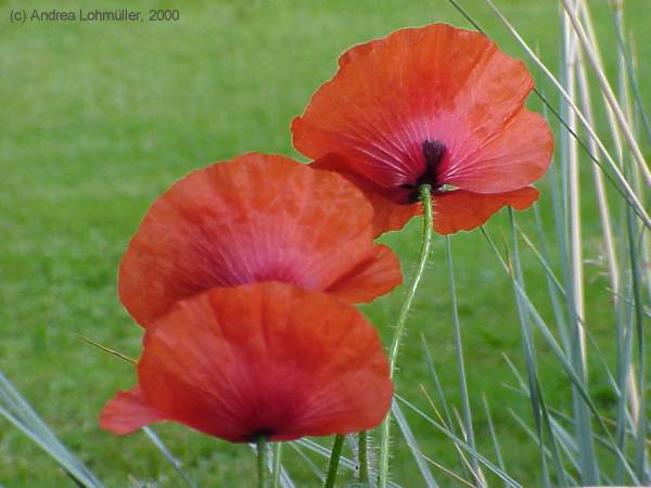 Papaver rhoeas