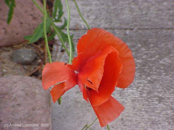 Papaver rhoeas