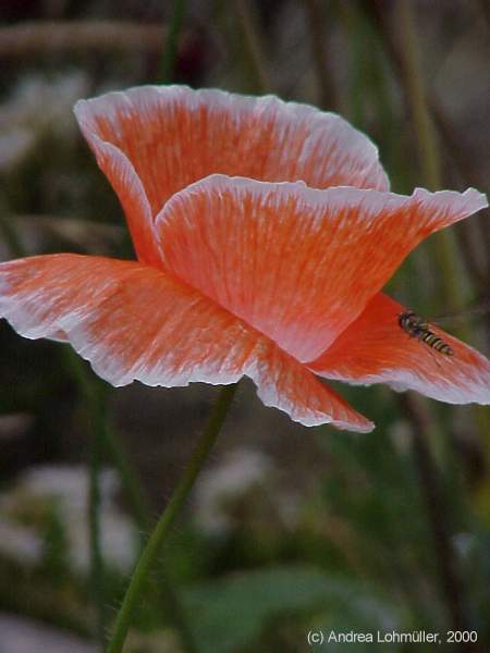 Papaver rhoeas