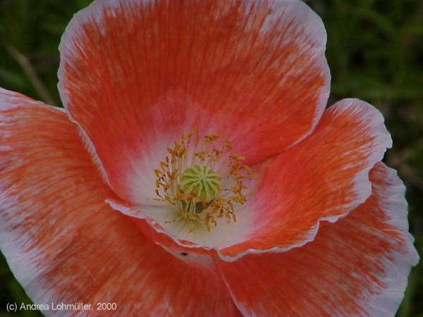 Papaver rhoeas