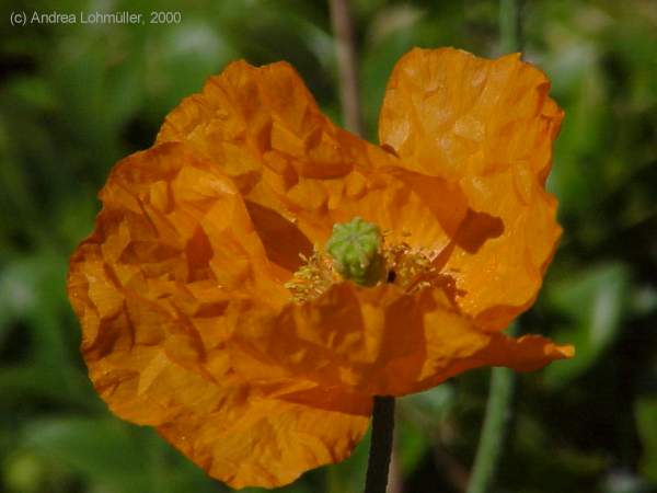 Papaver species