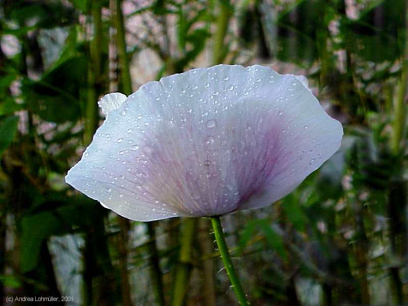 Papaver somniferum